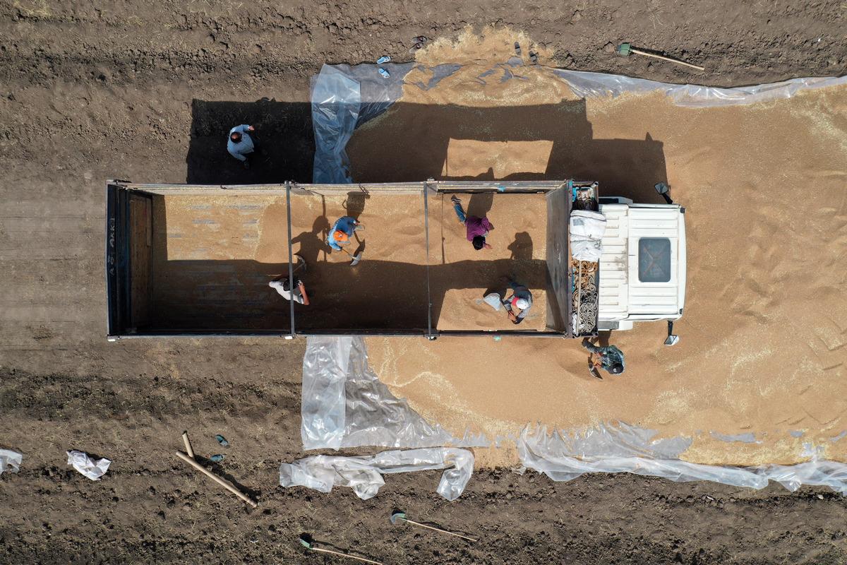 Ağrı'da 60 bin tonla rekor hububat rekoltesi bekleniyor