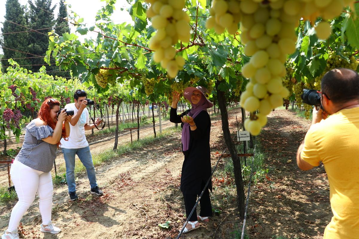 Tekirdağ'ın &uuml;z&uuml;m bağları, 1 yıl s&uuml;resince &uuml;retimden hasada kadar fotoğraflanacak