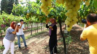 Tekirdağ'ın üzüm bağları, 1 yıl süresince üretimden hasada kadar fotoğraflanacak