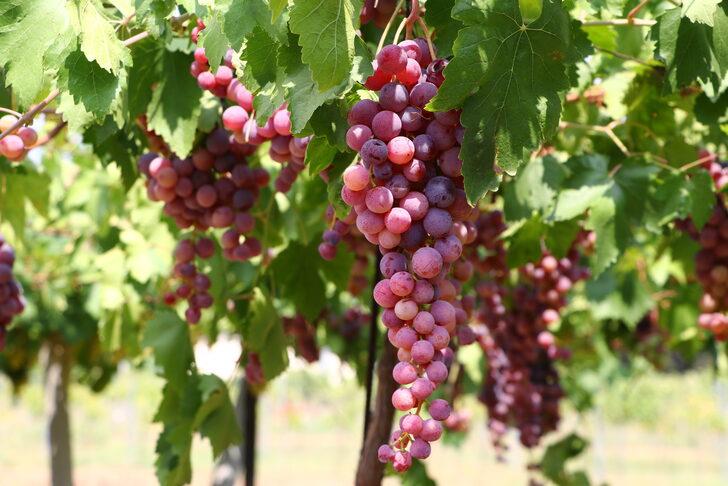 Tekirdağ'ın üzüm bağları, 1 yıl süresince üretimden hasada kadar fotoğraflanacak G2