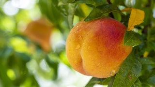 Antioksidan kaynağı, kanser savaşçısı... Şeftali tüketmenin harika faydaları