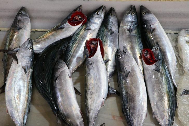 Tekirdağ'da balıkçı tezgahları sezonun ilk palamutlarıyla süslendi G1