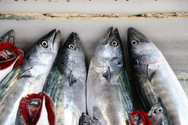 Tekirdağ'da balıkçı tezgahları sezonun ilk palamutlarıyla süslendi G2