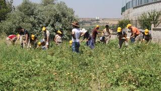 Diyarbakır'da okula gelir kazandıracak tarımsal üretimde hasat zamanı