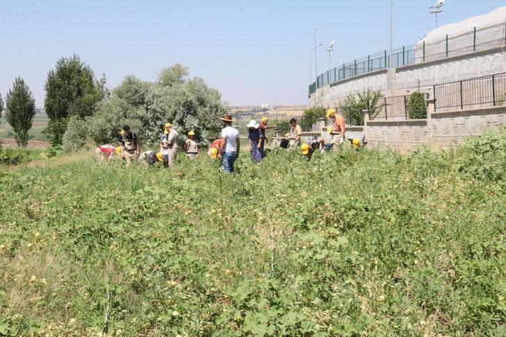 Diyarbakır'da okula gelir kazandıracak tarımsal üretimde hasat zamanı G2