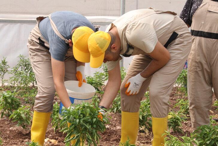 Diyarbakır'da okula gelir kazandıracak tarımsal üretimde hasat zamanı G3