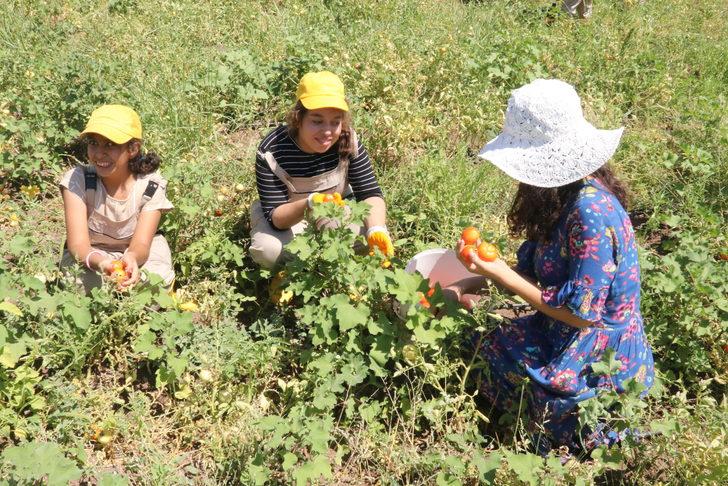 Diyarbakır'da okula gelir kazandıracak tarımsal üretimde hasat zamanı G4
