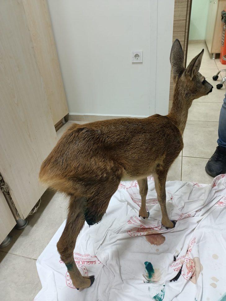 Trabzon'da bacağı kesilen yavru ceylan tedavi ediliyor G1