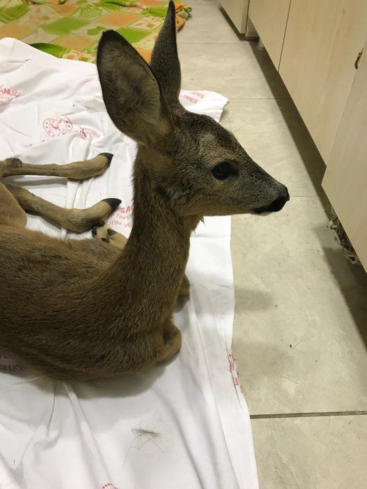 Trabzon'da bacağı kesilen yavru ceylan tedavi ediliyor G2