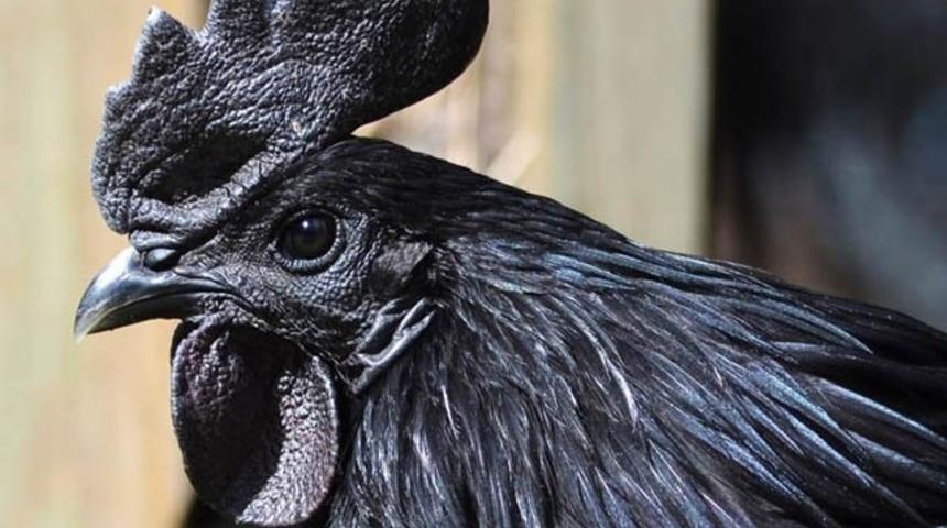 Sahibinden satılık Ayam Cemani tavuğuna yoğun ilgi gösterildi