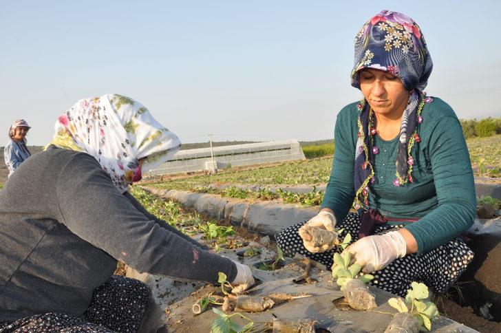 Mersin'in tescilli Silifke çileğinde yeni sezon hazırlıkları başladı G1