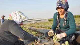 Mersin'in tescilli Silifke çileğinde yeni sezon hazırlıkları başladı