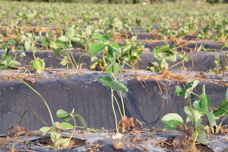 Mersin'in tescilli Silifke çileğinde yeni sezon hazırlıkları başladı G2