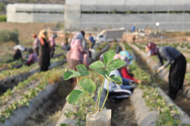 Mersin'in tescilli Silifke çileğinde yeni sezon hazırlıkları başladı G3