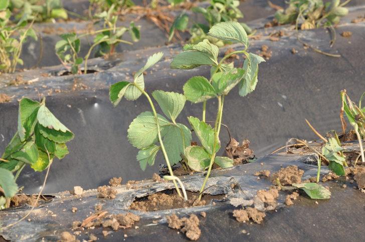 Mersin'in tescilli Silifke çileğinde yeni sezon hazırlıkları başladı G4