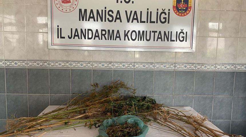 Turgutlu'da 170 gram esrar ve 20 kök Hint keneviri ele geçirildi