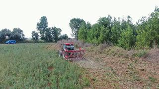 Kırklareli'nde bir tarlada ele geçen 107 bin Hint keneviri imha edildi