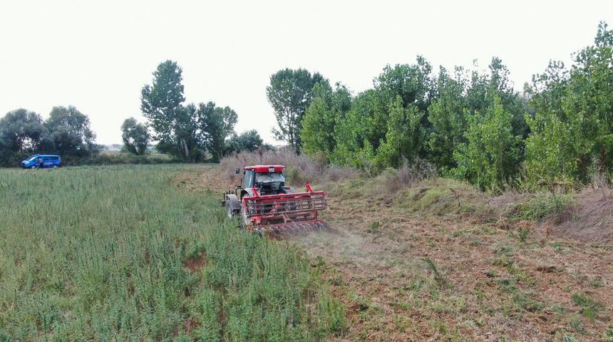 Kırklareli'nde bir tarlada ele geçen 107 bin Hint keneviri imha edildi