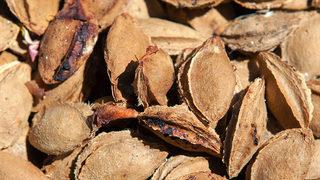 Doğal ağrı kesici, kansersavar, vitamin ve mineral kaynağı... Çöpe attıklarınızı geri almak isteyeceksiniz!