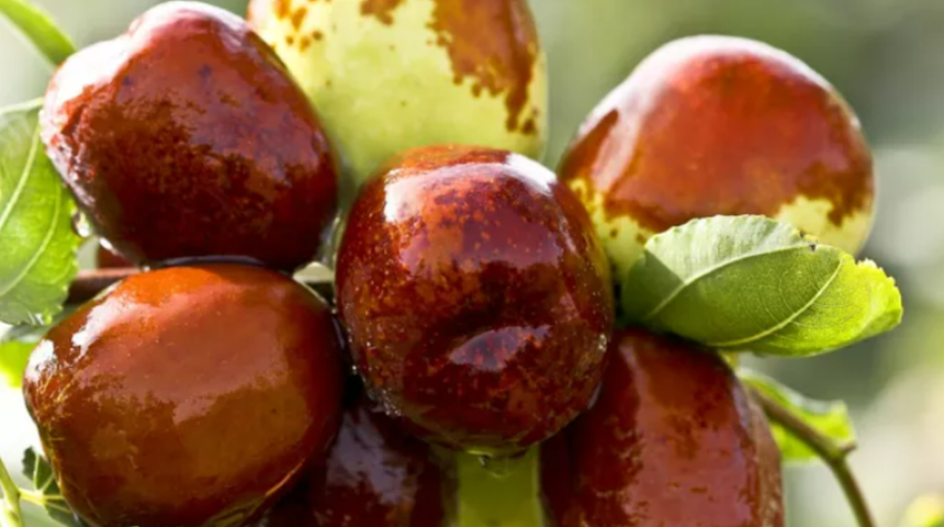 Yararlarını duyunca her sene yiyeceksiniz! Hünnap meyvesinin faydaları saymakla bitmiyor