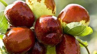 Yararlarını duyunca her sene yiyeceksiniz! Hünnap meyvesinin faydaları saymakla bitmiyor