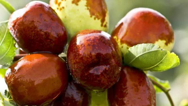 Yararlarını duyunca her sene yiyeceksiniz! Hünnap meyvesinin faydaları saymakla bitmiyor