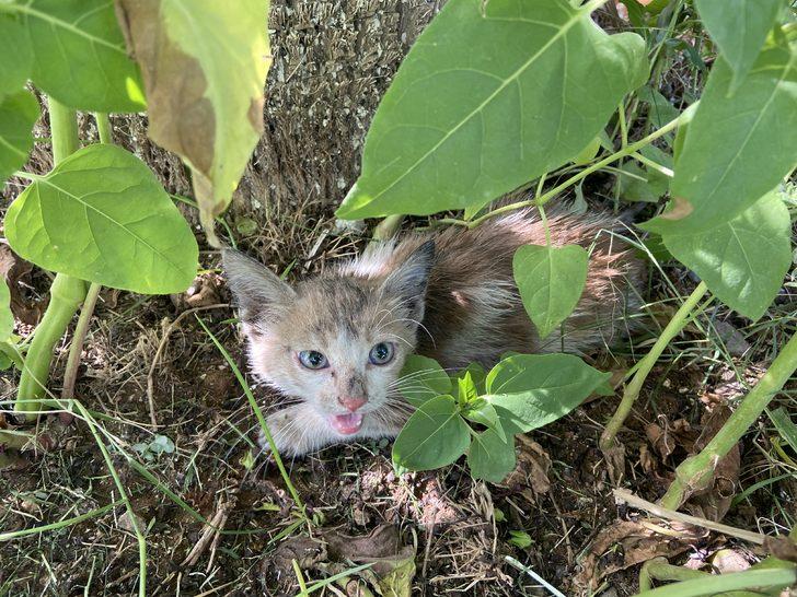 Hatay’da vincin motoruna sıkışan kedi yavrusunu itfaiye kurtardı G3