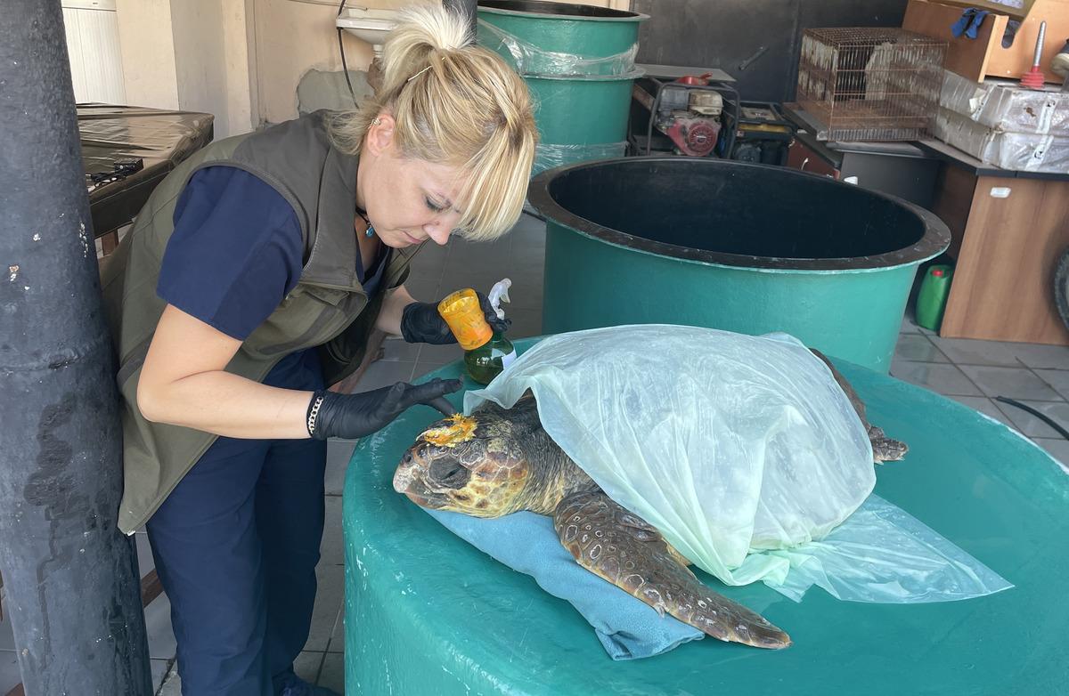 G&ouml;k&ccedil;eada'da yaralı bulunan caretta caretta tedaviye alındı