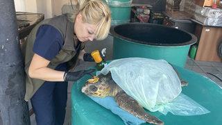 Gökçeada'da yaralı bulunan caretta caretta tedaviye alındı
