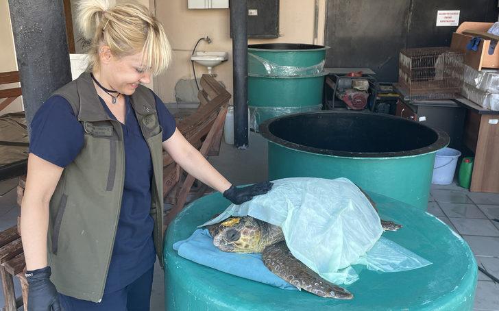 Gökçeada'da yaralı bulunan caretta caretta tedaviye alındı G2