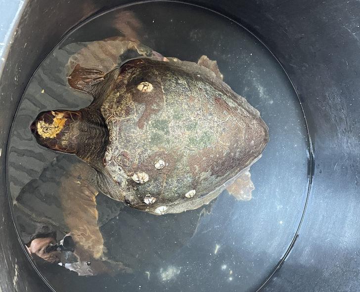 Gökçeada'da yaralı bulunan caretta caretta tedaviye alındı G3
