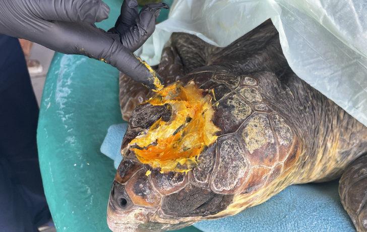 Gökçeada'da yaralı bulunan caretta caretta tedaviye alındı G4
