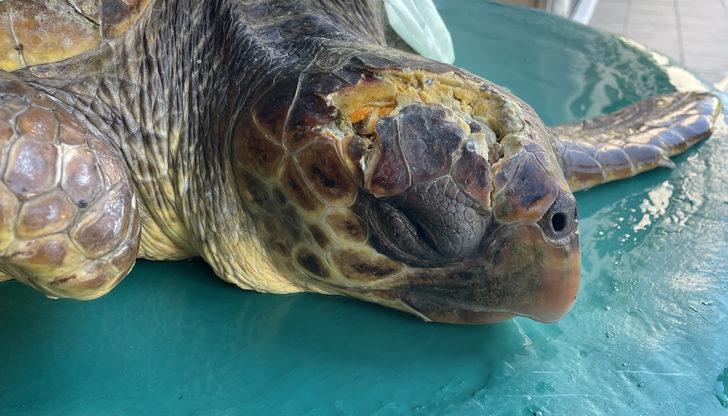 Gökçeada'da yaralı bulunan caretta caretta tedaviye alındı G5