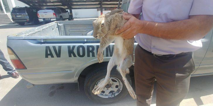Kayseri'de yaralı bulunan yaban tavşanı tedaviye alındı G1