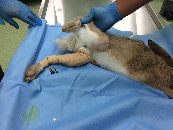 Kayseri'de yaralı bulunan yaban tavşanı tedaviye alındı G3