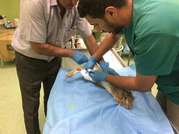 Kayseri'de yaralı bulunan yaban tavşanı tedaviye alındı G4