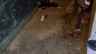 Antalya'da sulama kanalına devrilen motosikletin sürücüsü öldü