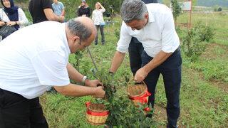 Bilecik'te tarımda alternatif ürün aronyanın hasadı yapıldı