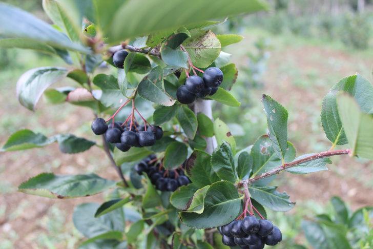 Bilecik'te tarımda alternatif ürün aronyanın hasadı yapıldı G3