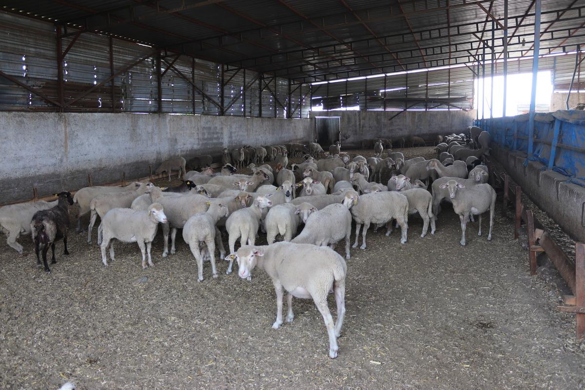 Osmaniye'de sahipsiz k&ouml;peklerin saldırdığı 4 koyundan biri telef oldu