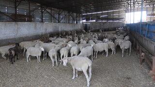 Osmaniye'de sahipsiz köpeklerin saldırdığı 4 koyundan biri telef oldu