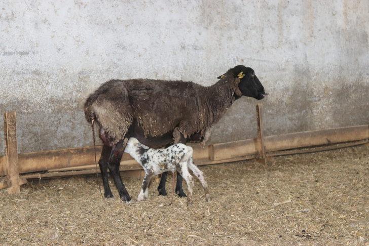 Osmaniye'de sahipsiz köpeklerin saldırdığı 4 koyundan biri telef oldu G2