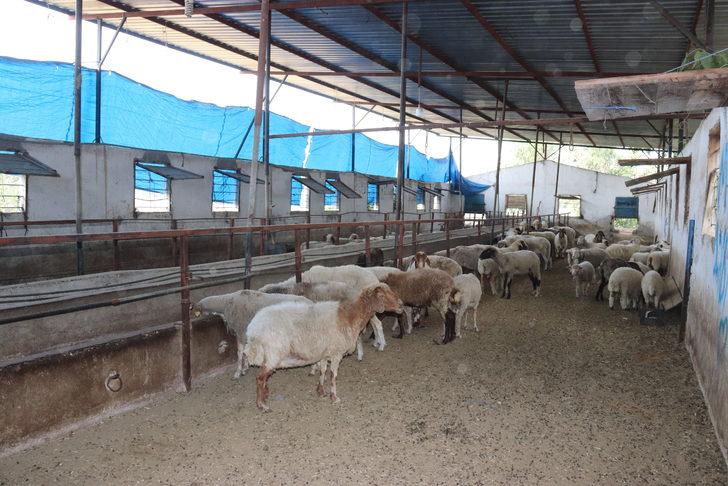 Osmaniye'de sahipsiz köpeklerin saldırdığı 4 koyundan biri telef oldu G3