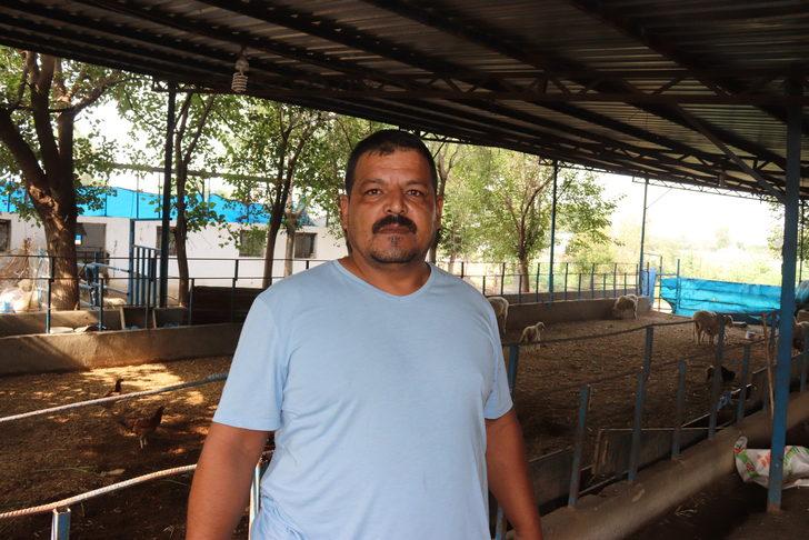 Osmaniye'de sahipsiz köpeklerin saldırdığı 4 koyundan biri telef oldu G4