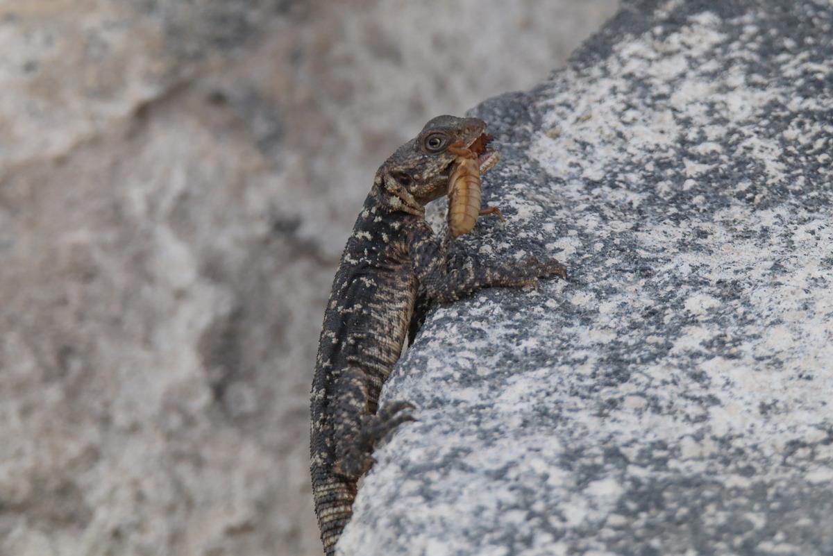 Kafkas kelerinin zararlı b&ouml;cek avı kameraya yansıdı