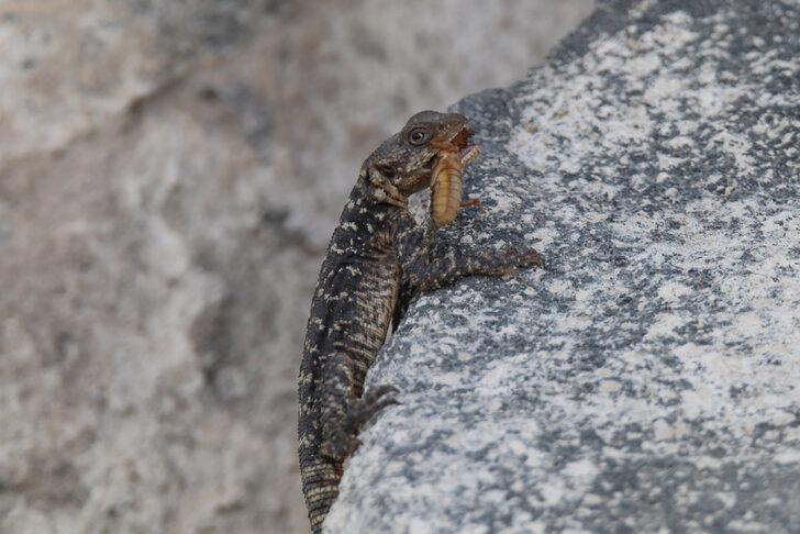 Kafkas kelerinin zararlı böcek avı kameraya yansıdı G1
