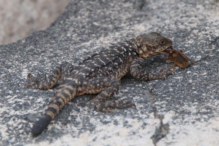 Kafkas kelerinin zararlı böcek avı kameraya yansıdı G2