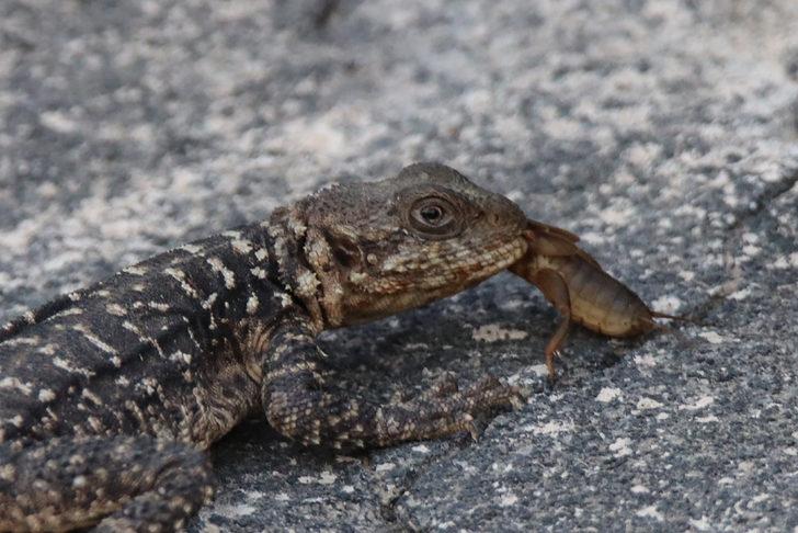 Kafkas kelerinin zararlı böcek avı kameraya yansıdı G3