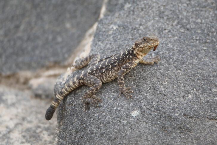 Kafkas kelerinin zararlı böcek avı kameraya yansıdı G4