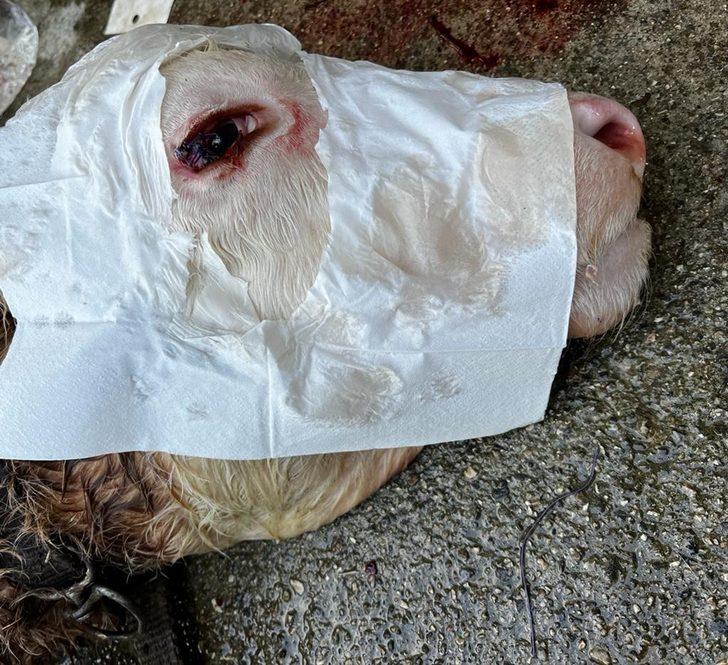 Buzağının gözünden çıkan şey şoke etti! Doktor da şaşkına döndü: Böyle bir vakayı ilk kez görüyorum G1